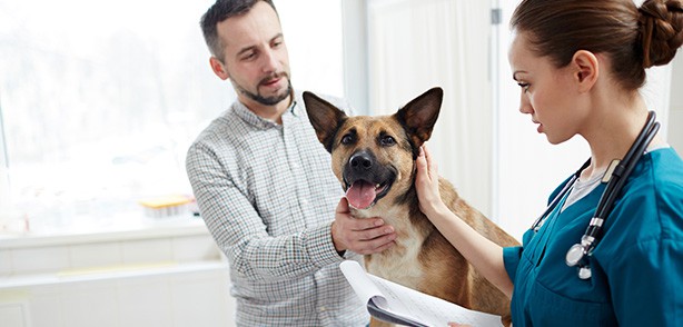 How to Use a Veterinary Business Loan to Grow Your Practice | Fora ...